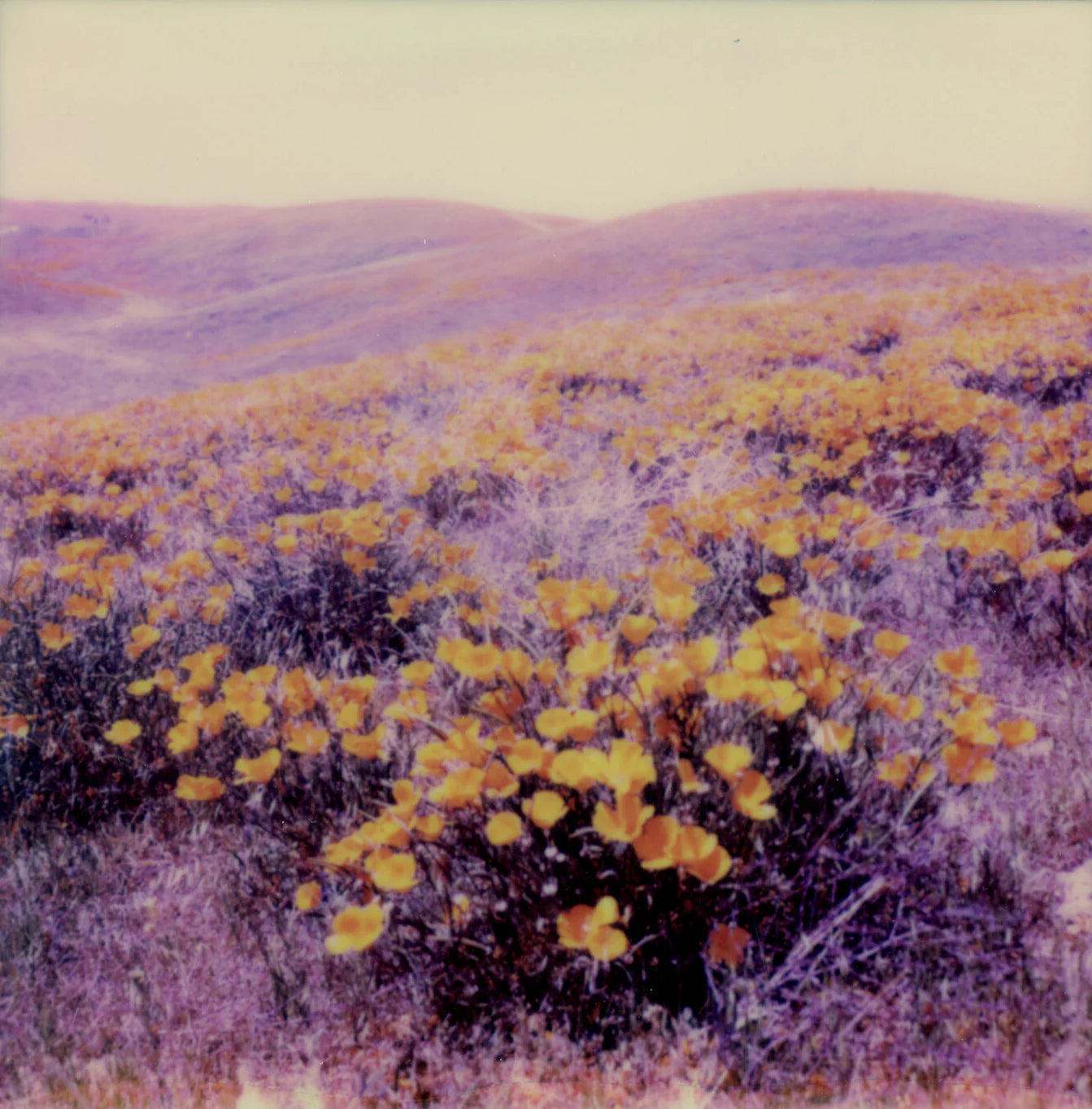 Cerato - Vibrant Field